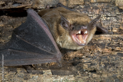 Foto Big brown bat (Eptesicus fuscus) portrait, Atlanta, Georgia, USA