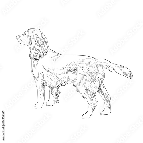 Cocker spaniel hand drawn sketch isolated on white background. Side view of english cocker spaniel dog.