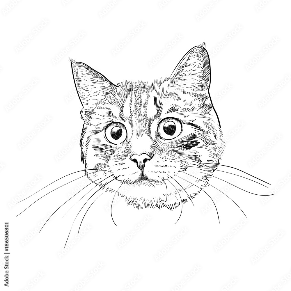 Cute kitty head hand drawn sketch. Cat face with long whiskers isolated on white background.