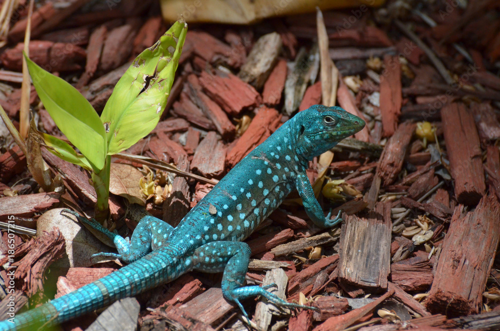 Fototapeta premium Common Aruban Whiptail Lizard in a Brilliant Shade of Blue