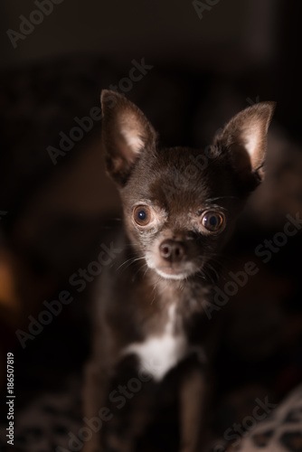 Chocolate brown Chihuahua with white chest portrait close-up on black background © Mak