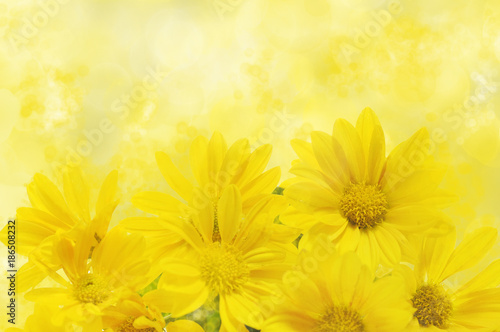 Fototapeta Naklejka Na Ścianę i Meble -  floral background with yellow chrysanthemum 