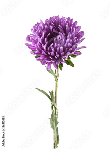 lilac aster isolated on white background