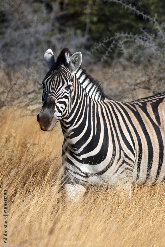 Fototapeta premium Zebra (Equus quagga) - Etosha National Park - Namibia