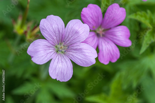 Purple flowers of Wild Geranium maculatum close up