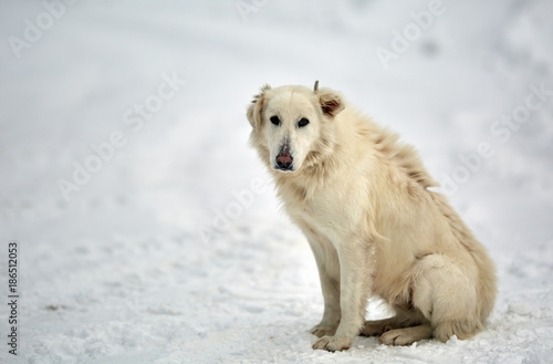 Big white dog in the snow