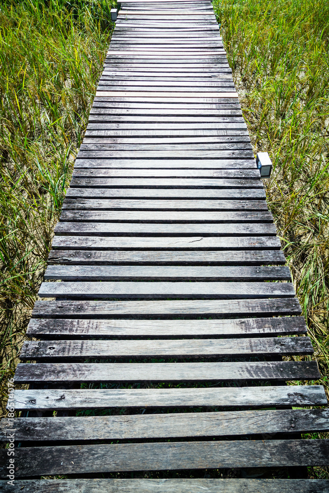 wooden path on rice field