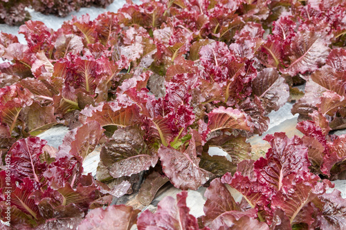red coral lettuce in the field