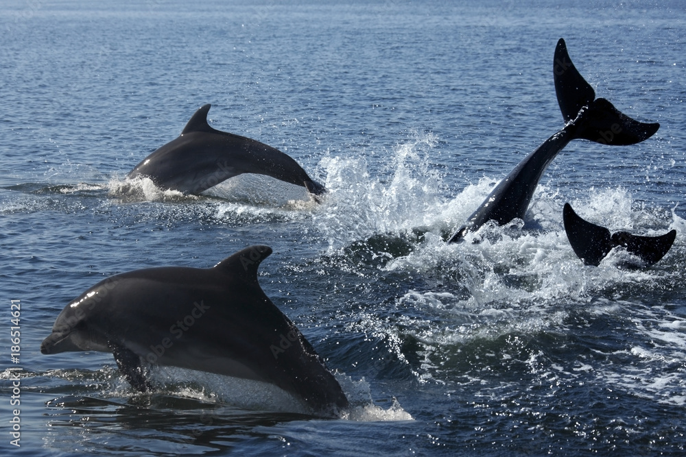 Fototapeta premium Delfin butlonosy (Turslops aduncus) - Sandwich Bay - Namibia