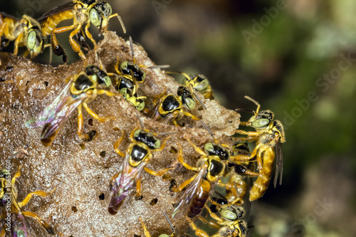 Jataí bee colony macro photo -  Bee Tetragonisca angustula photo