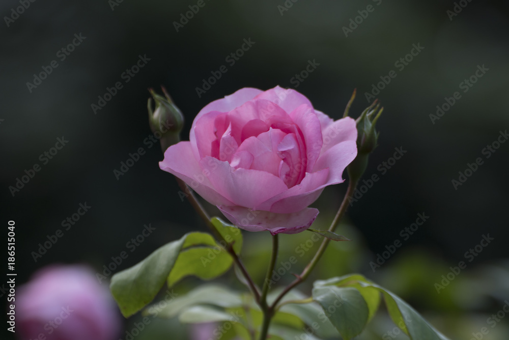 Rose Rose
