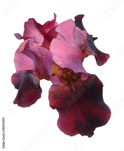 iris flower