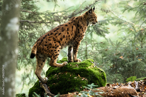 Luchs photo