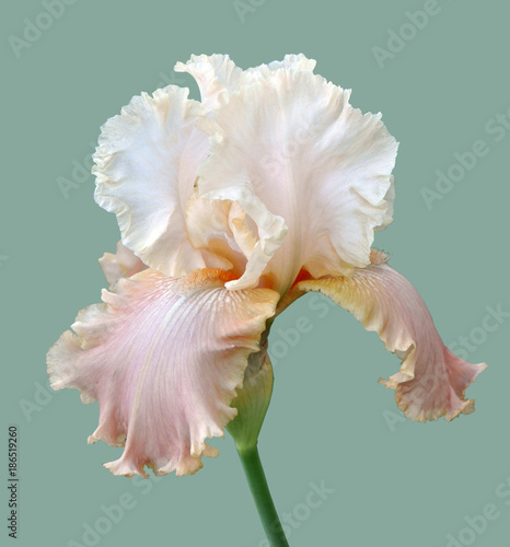 iris flower