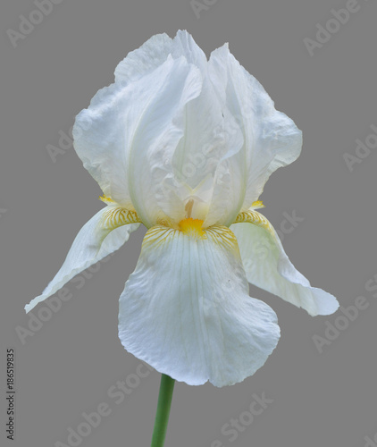 iris flower
