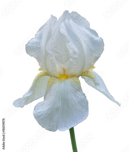 iris flower