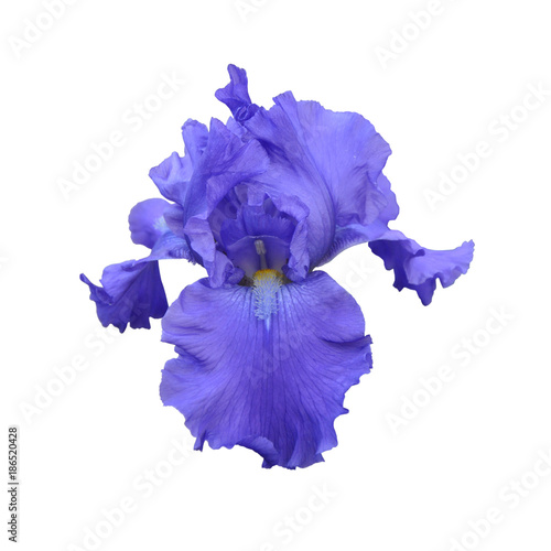 iris flower