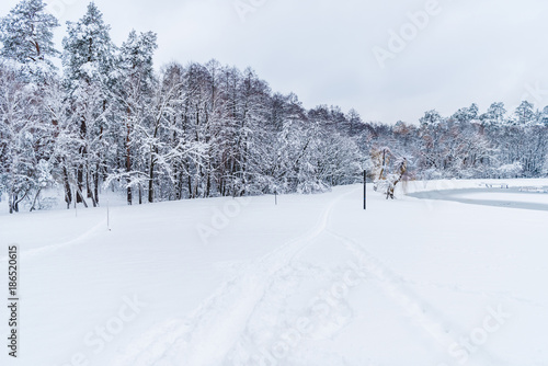 beautiful landscape of snow covered trees in winter park