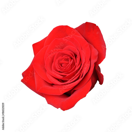 red rose