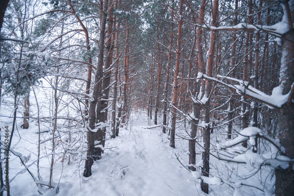 Snow-covered forest on a winter day