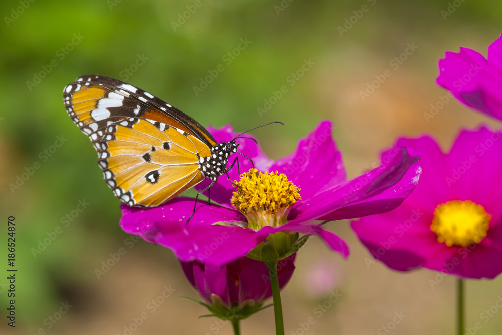 Common Tiger butterfly on pink flower Common Tiger butterfly on pink flower