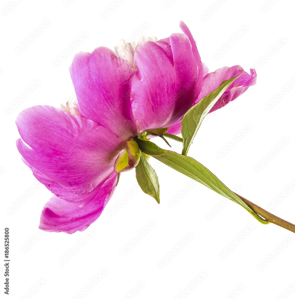 Obraz premium pink peony flower. Isolated on white background