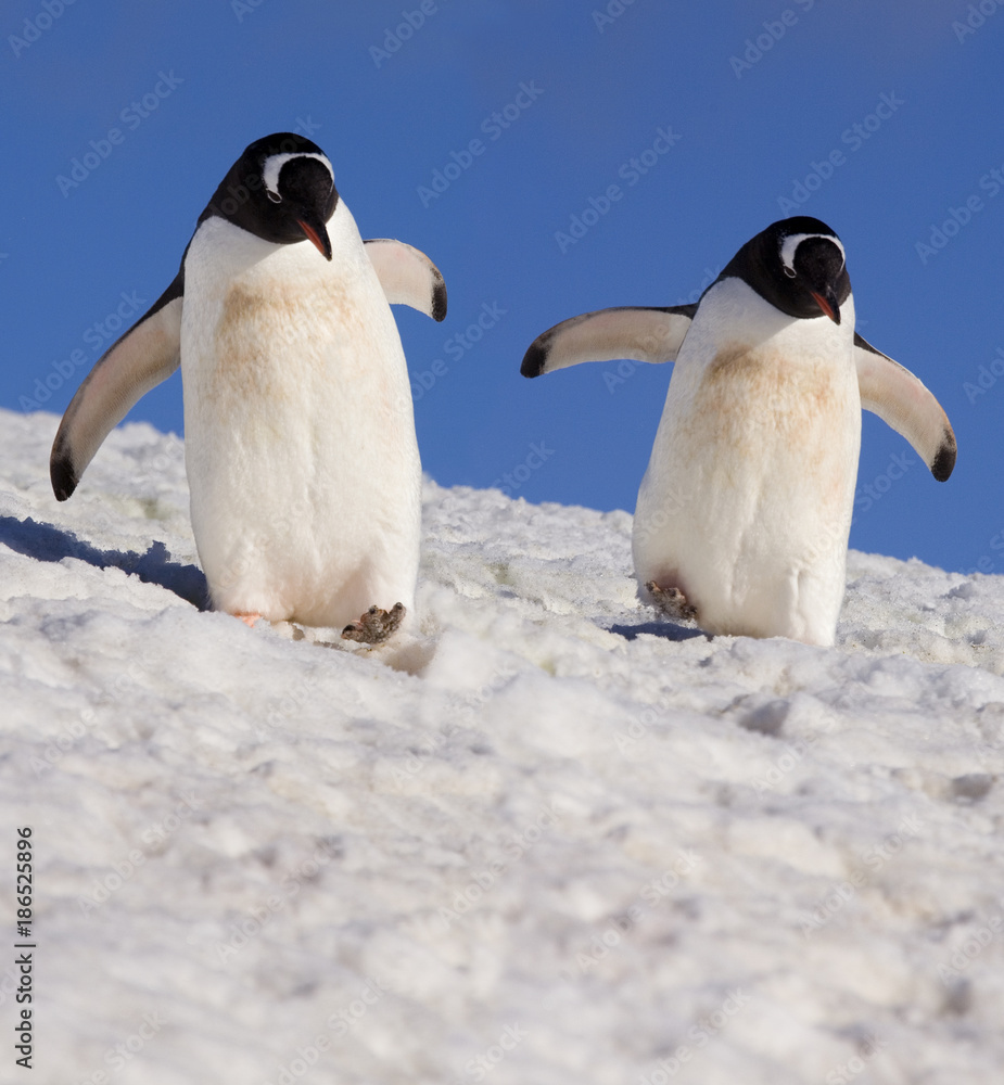 Fototapeta premium Gentoo penguins (Pygoscelis papua) - Danko Island - Antarctica