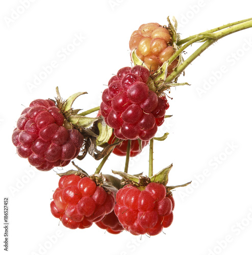 raspberries on a branch isolated on white background