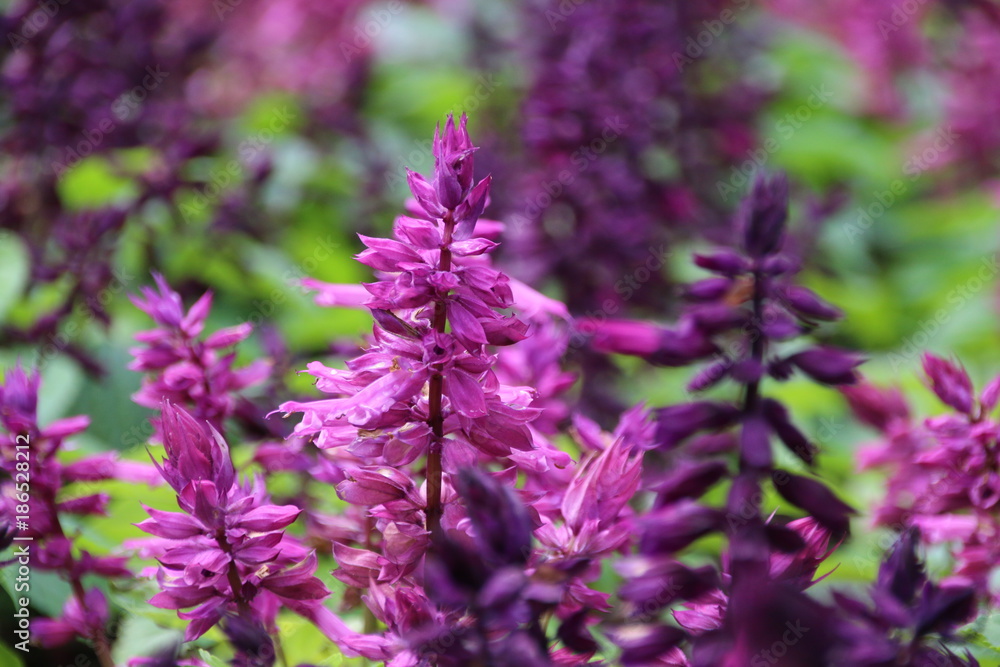Obraz premium Salvia splendens flower