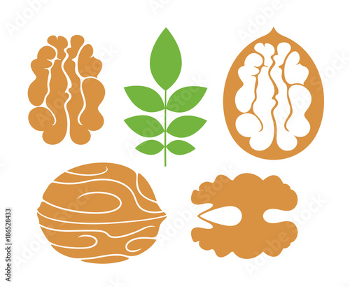 Walnut logo. Isolated walnut on white background 