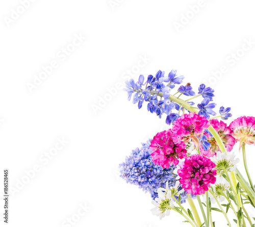 Spring flower muscari  ble hyacinth isolated on white background