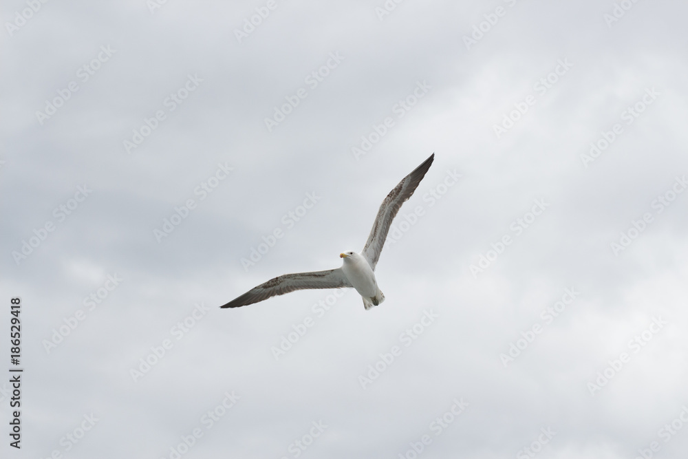 Seagull flying high in the sky with clouds above. Seagull flying high in the sky with clouds above.