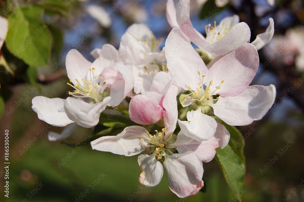 Blossom tree over nature background Spring flowers Spring Background. Spring pink flowers. Close up Blossom tree over nature background Spring flowers Spring Background. Spring pink flowers. Close up