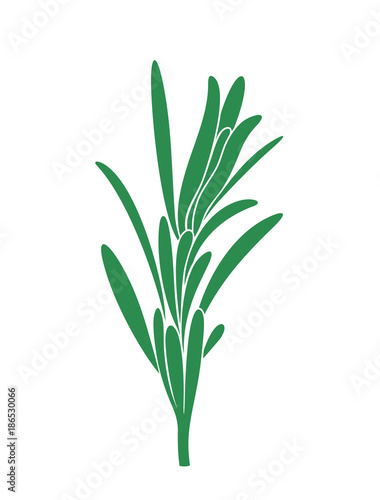 Rosemary branch. Isolated rosemary on white background