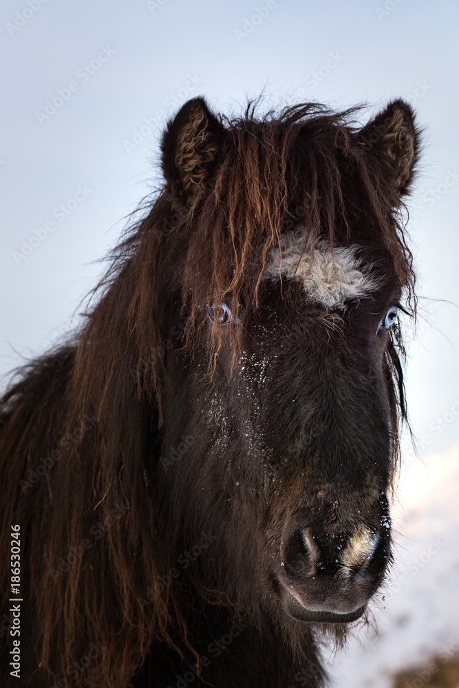 Closeup of a black Icelandic horse with blue eyes Closeup of a black Icelandic horse with blue eyes