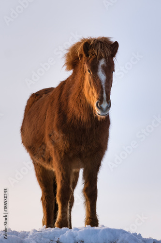 Chestnut colored Icelandic horse in winter sunshine