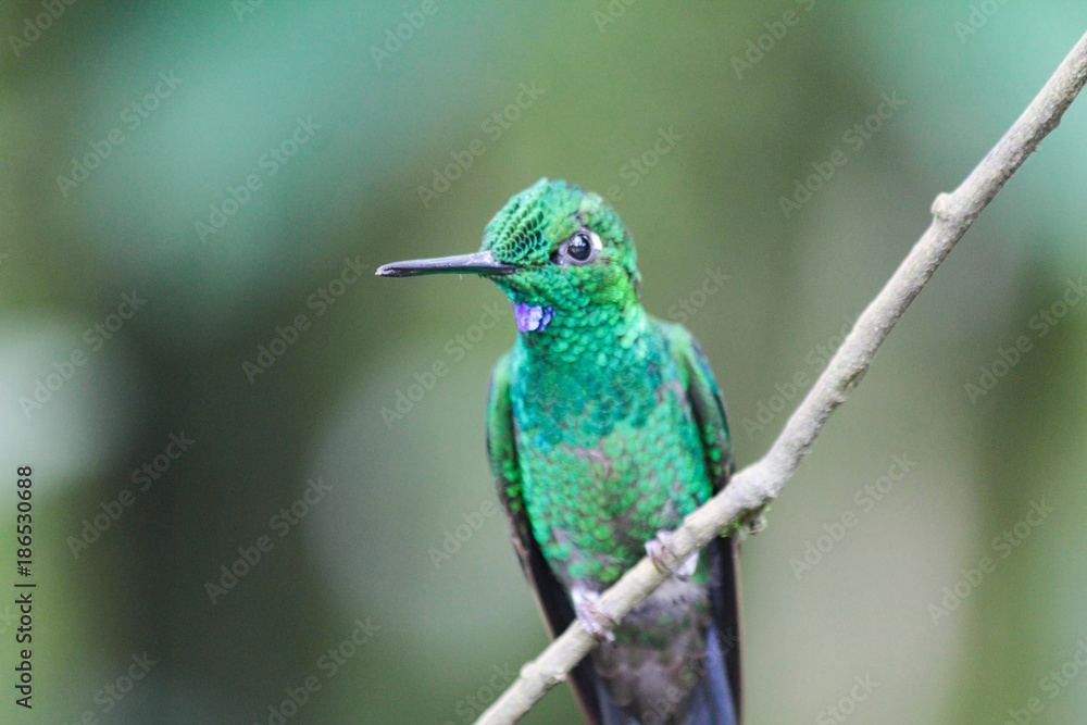 Fototapeta premium Landschaft und Tieraufnahmen in Costarica