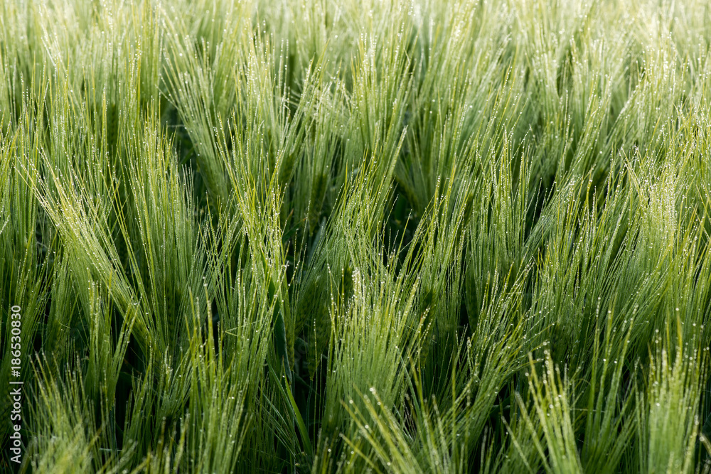 Close up of a green barley with dew drops Close up of a green barley with dew drops