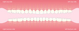Set of human teeth jaw, the location of teeth in humans, template for dental clinic. Flat design, vector illustration Ai / EPS 10 