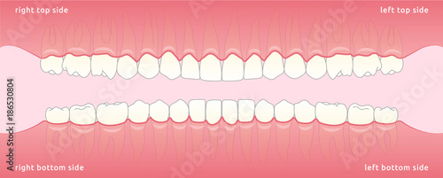 Set of human teeth jaw, the location of teeth in humans, template for dental clinic. Flat design, vector illustration Ai / EPS 10 