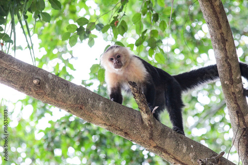 Landschaft und Tieraufnahmen in Costarica