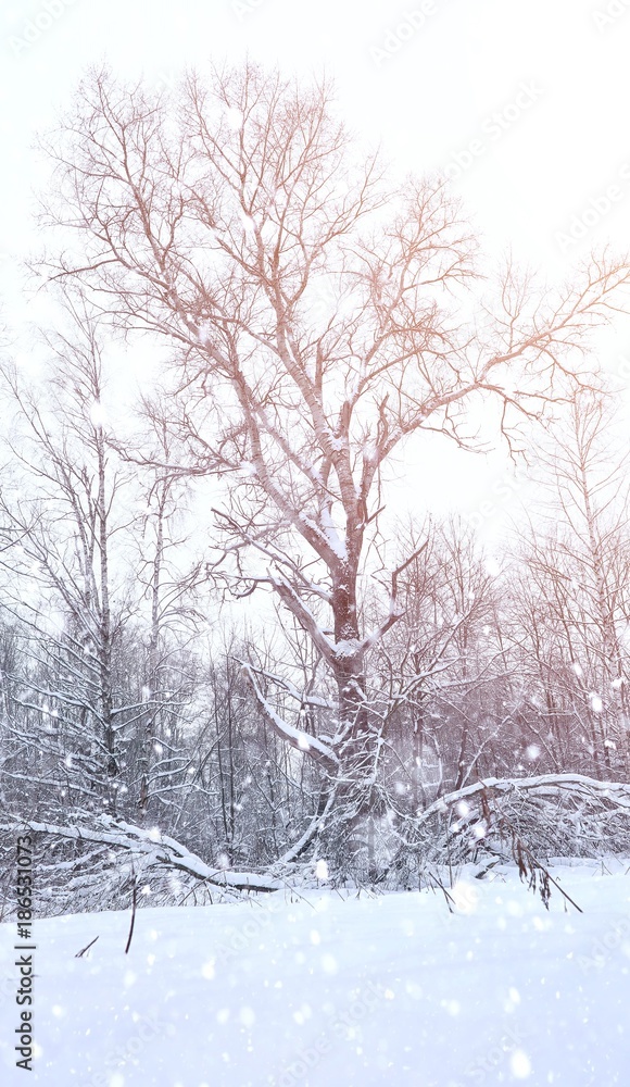 Winter landscape snow covered expanses. A park in the winter in Winter landscape snow covered expanses. A park in the winter in