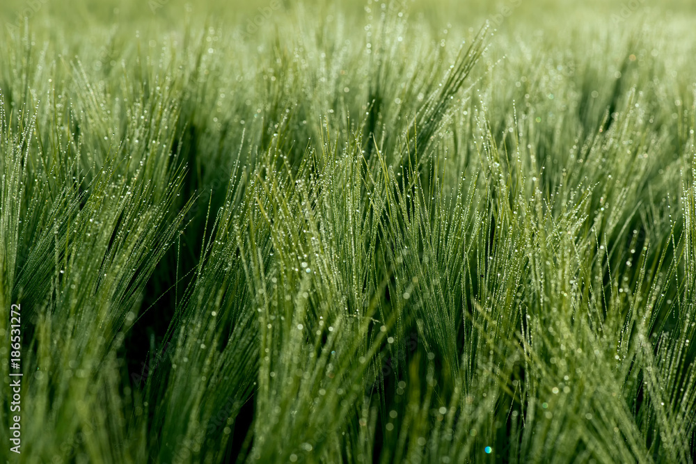 Close up of a green barley with dew drops Close up of a green barley with dew drops