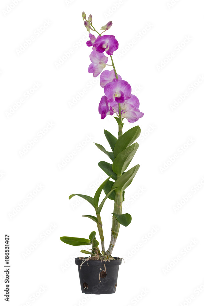 orchid isolated on white background. Clipping path