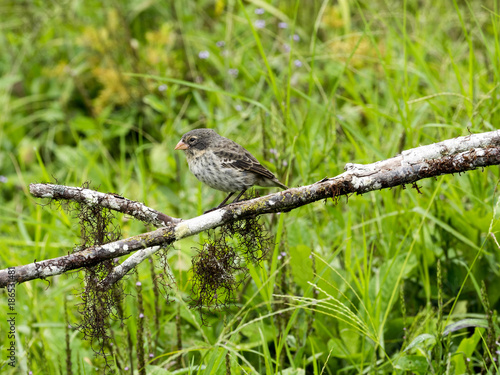 Sharp-beaked ground finch, Geospiza difficilis, Santa Cruz, Galapagos Islands, Ecuador photo