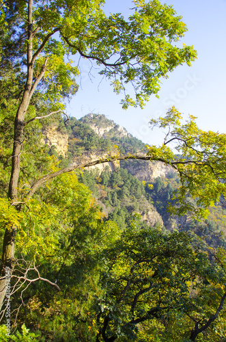 Green tree illuminated by sun in Mountain Shangfangshan (Yellow Mountains), Global Geopark of China. It is one of China's major tourist destinations. Mountain china. photo