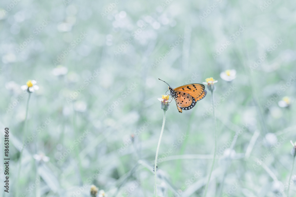 butterfly on flower butterfly on flower