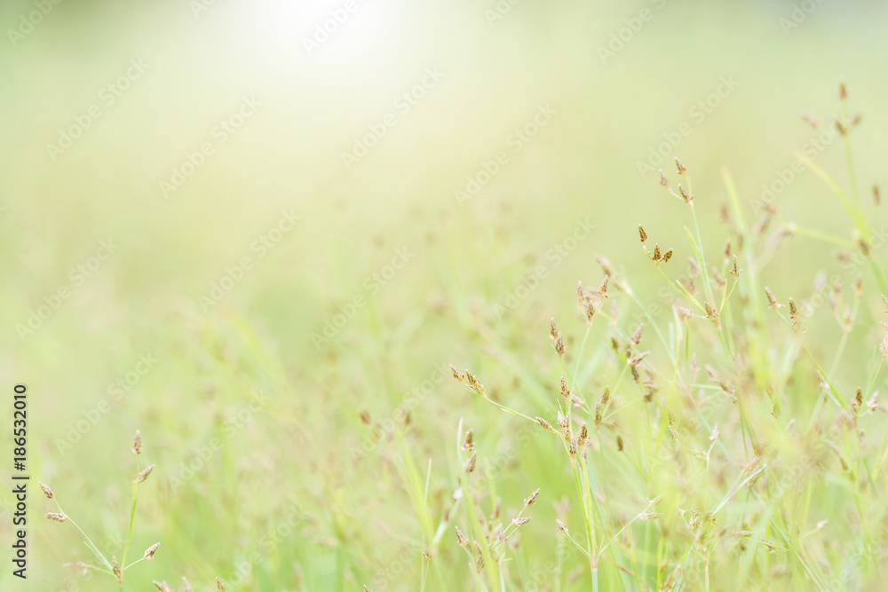 meadow flowers on morning dew under sunlight