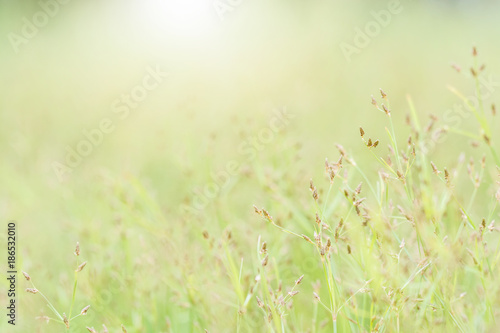 meadow flowers on morning dew under sunlight