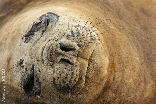 Close up of a Southern elephant seal on a coast in Falkland islands.